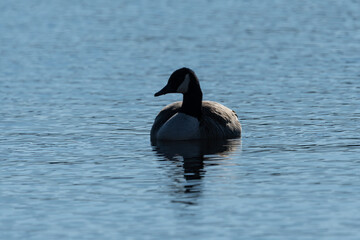 A canada goose floating in the water, silhouetted.