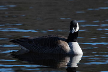 A canada goose in the water with sun on right side.