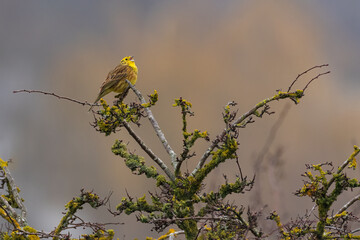 Yellowhammer (Emberiza citrinella) 