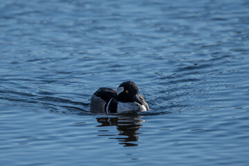 A male hooded merganser swimming toward camera.