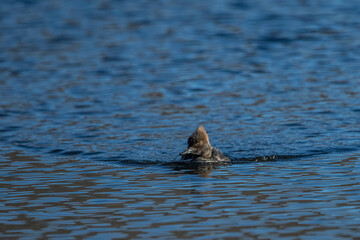 Fototapeta premium A female hooded merganser swimming toward camera.