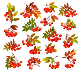 Autumn Rowan Berry Branch with Clusters and Leaves Big Vector Set