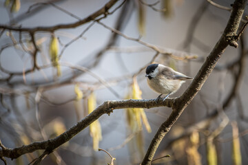 black capped chickadee on a hazel branch