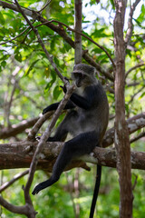 Jozani Forest is a nature reserve that houses endemic monkeys. It's a unique opportunity to observe these animals in their natural habitat.