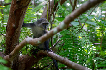 Jozani Forest is a nature reserve that houses endemic monkeys. It's a unique opportunity to observe these animals in their natural habitat.