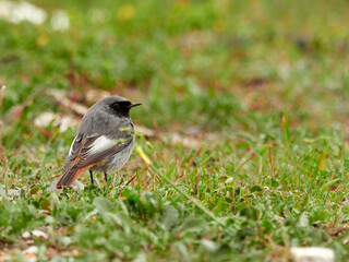 Black redstart bird. Phoenicurus ochruros.