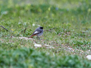 Black redstart bird. Phoenicurus ochruros.
