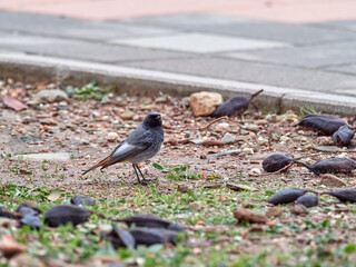 Black redstart bird. Phoenicurus ochruros.