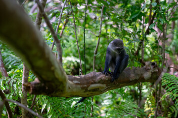 Jozani Forest is a nature reserve that houses endemic monkeys. It's a unique opportunity to observe these animals in their natural habitat.