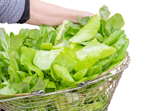 Farmer holds a basket of freshly harvested greens