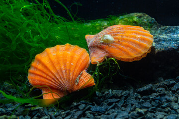 Bivalve mollusk with orange valves Smooth Scallop (Flexopecten glaber ponticus), Black Sea