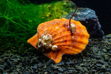 Bivalve mollusk with orange valves Smooth Scallop (Flexopecten glaber ponticus), Black Sea
