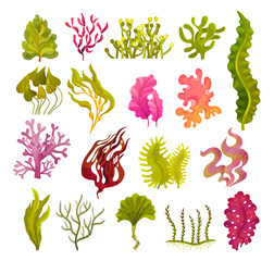 Different Algae and Seaweeds Growing on Ocean Bottom Big Vector Set - obrazy, fototapety, plakaty
