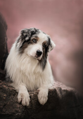 Australian Shepherd (Aussie) dog on spring with pink sakura