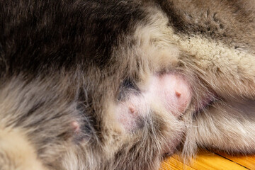 Close-up of nursing dog nipples. Tits of the dog