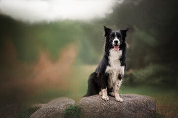 Border collie dog on summer 