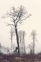 Silhouette of a Tall Foreground Tree in a Foggy Winter Forest at Early Morning — Vertical Image