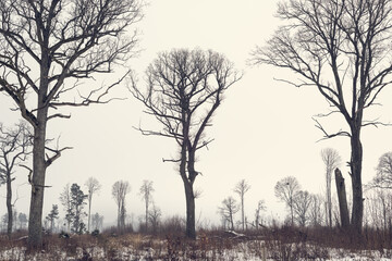 Tall Bare Tree Silhouettes at the Edge of a Forest on a Foggy Winter Morning - with available space for copy-paste