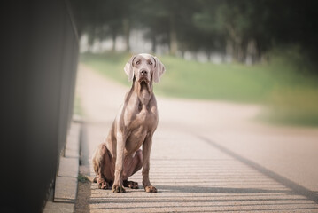 Portrait of a Weimaraner dog for advertising on the nature