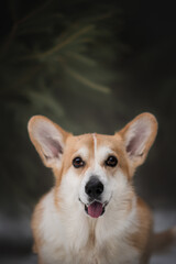 Portrait of a welsh corgi dog in the snowy winter 