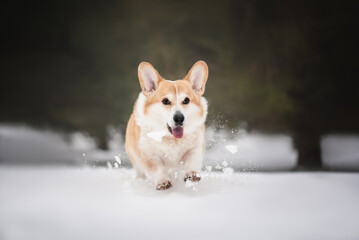 Portrait of a welsh corgi dog in the snowy winter 