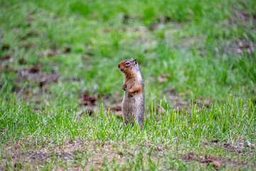 Ground Squirrel Standing on Hind Legs in Field