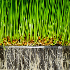 Green wheat germ with roots and soil in a transparent plastic pot, germinated grains of wheat