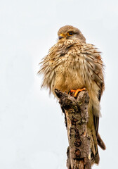 Turmfalke beim winterlichen Jagdansitz in der Siegaue