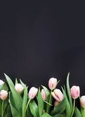 Tulipany na czarnym tle kartka - obrazy, fototapety, plakaty