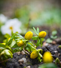 Winterlinge (Eranthis hyemalis)