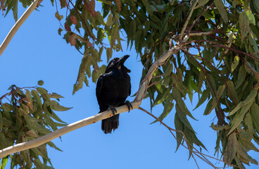 Australian Raven (Corvus coronoides)