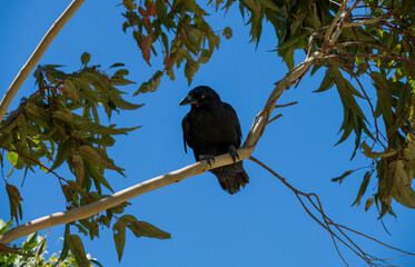 Australian Raven (Corvus coronoides)