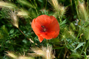 poppy with insect between the spikes