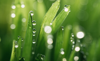 macro wet spring green grass background with dew. natural beautiful water drop on leaf in sunlight, image of purity and freshness of nature, copy space. ecology, fresh wallpaper concept.