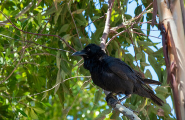 Australian Raven (Corvus coronoides)