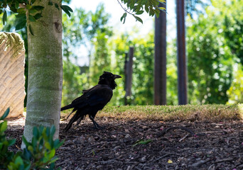Australian Raven (Corvus coronoides)