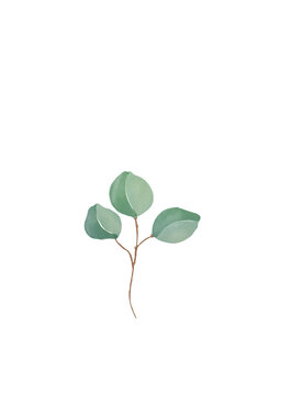 Mini Eucalyptus
