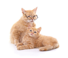 Cat in stylish glasses and a little kitten.