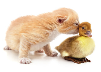 Kitten and duckling.
