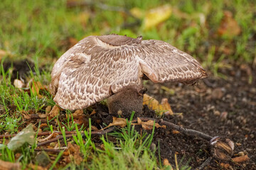 orange cap boletus