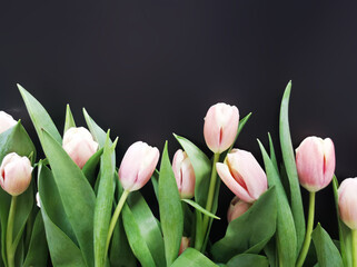 Fototapeta premium Różowe tulipany na czarnym tle