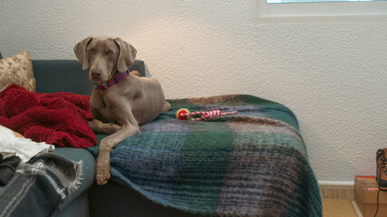 Weimaraner en sofá