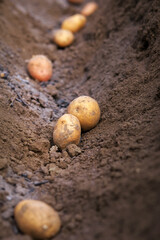 Fototapeta na wymiar Potato tubers planting into the ground. Early spring preparations for the garden season.