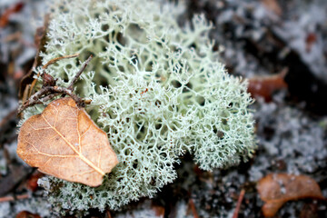 Evans deer moss (Cladonia evansii) 