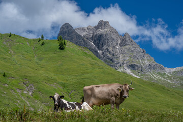 Fototapeta na wymiar Cows on the way to the Körbersee in the Hochtannberg Region, Arlberg, State of Vorarlberg, Austria. View to the Widderstein 