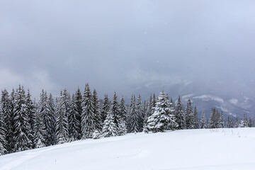 Fototapeta premium View of Carpathian mountains on cloudy day, Ukraine. It is snowing