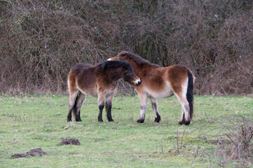 foal and mother