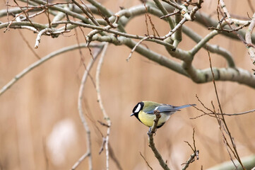 Blue tit