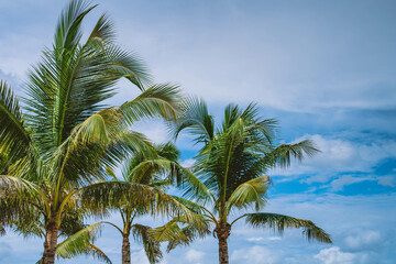 Fototapeta premium Beautiful three coconut palm top with blue sky as background. Summer background of free space for your decoration and palm leaves with sun light.