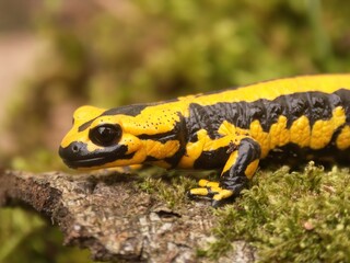 Closeup on a bright high yellow European fire salamander, Salamandra terrestris, Solingen, Germany on green moss
